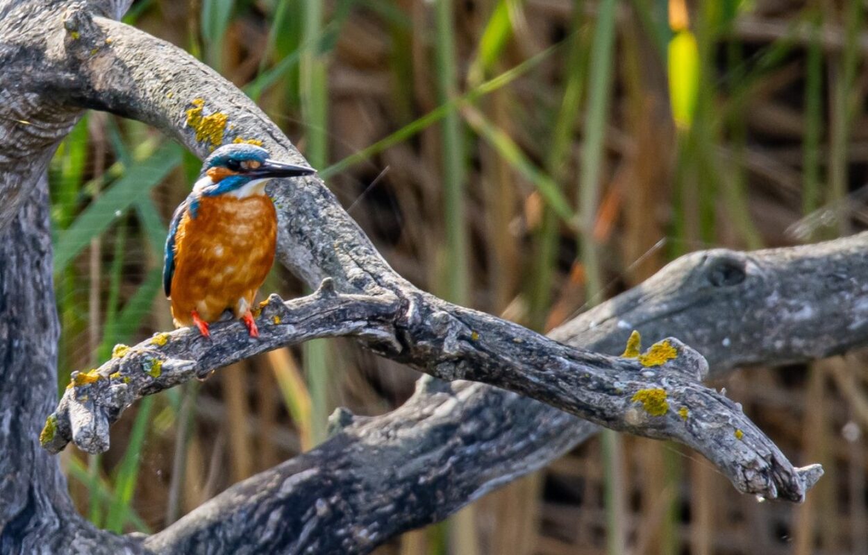 Ijsvogel Ijsvogel