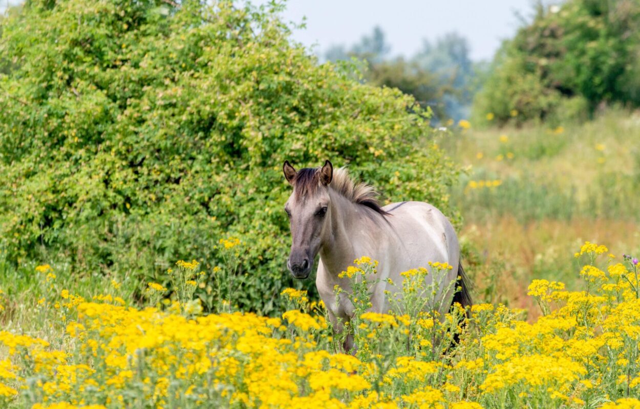 Konikpaarden 1-min