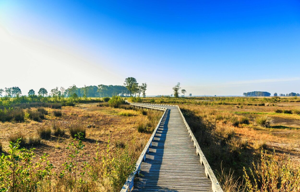 Mooiste wandelgebieden in de zomer 1-min Nationaal Park Dwingelderveld is een van de mooiste wandelgebieden van Nederland